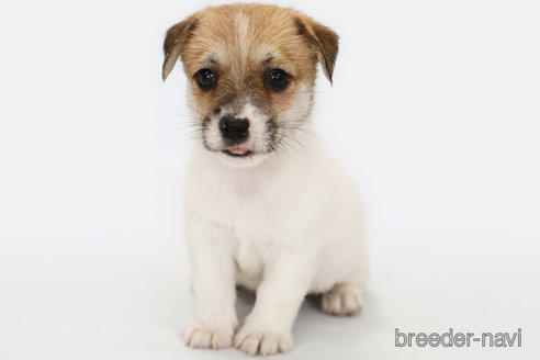 成約済の神奈川県のジャックラッセルテリア-313799の1枚目